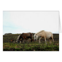 Pôneis selvagens de Dartmoor Cartão