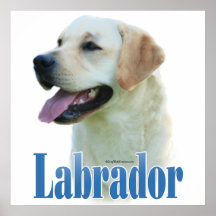 Poster amarelo de labrador retriever