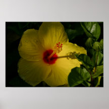 Poster amarelo do hibiscus