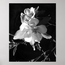 Poster Aquilégia preto e branco