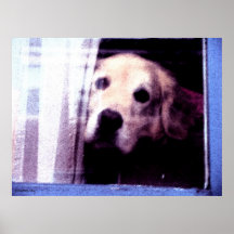 Poster bonito da fotografia do cão
