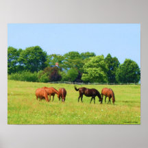 Poster bonito da fotografia dos cavalos