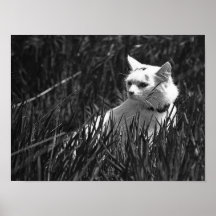 Poster bonito do gato
