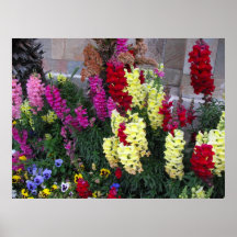 Poster bonito do jardim