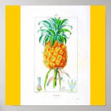 Poster-Botanicals-Abacaxi