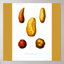 Poster-Botanicals-Batatas