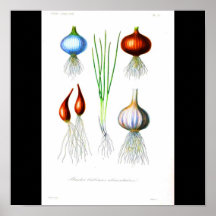 Poster-Botanicals-Cebolas e alho