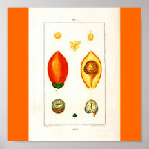 Poster-Botanicals-Fruta