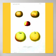 Poster-Botanicals-Maçãs