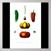 Poster-Botanicals-Pimenta e polpa