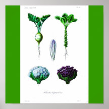 Poster-Botanicals-Vegetais