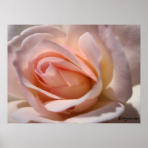 Poster clássico do rosa do rosa
