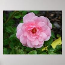 Poster cor-de-rosa