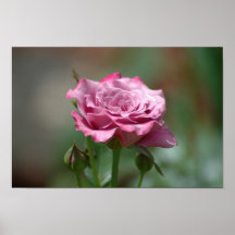 Poster cor-de-rosa da cara do anjo