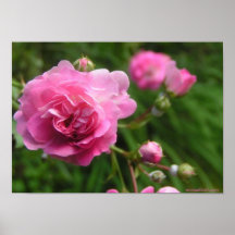 Poster cor-de-rosa dos rosas