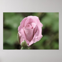 Poster cor-de-rosa rosa pálido