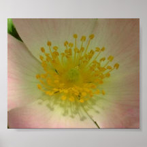 Poster cor-de-rosa selvagem do detalhe
