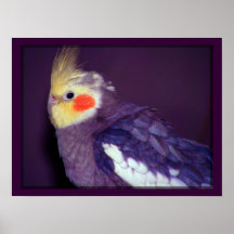 Poster customizável do Cockatiel