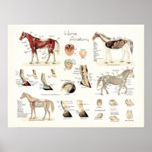 Poster da anatomia do cavalo