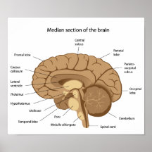 Poster da anatomia do cérebro humano