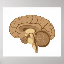 Poster da anatomia do cérebro humano
