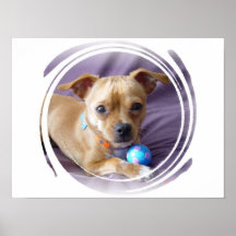 Poster da chihuahua