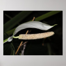 Poster da flor