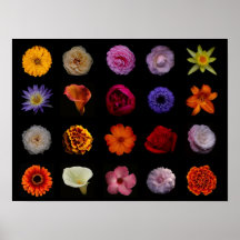 Poster da flor