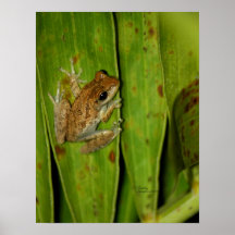 Poster da folha de palmeira do sapo de árvore