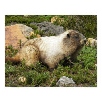 Poster da marmota pôsteres