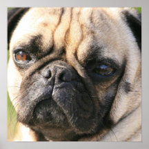 Poster da raça do cão do Pug