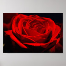 Poster da rosa vermelha