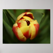 Poster da "tulipa"