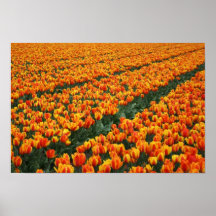 Poster da tulipa