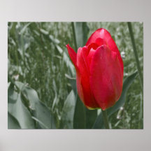 poster da tulipa