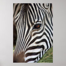 Poster da zebra de Chapman