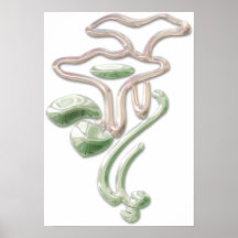 Poster das flores de Deco