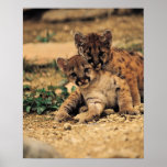 Poster de Cub de tigre