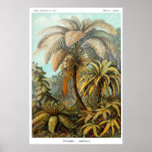 Poster de Filicinae (samambaia de árvore)