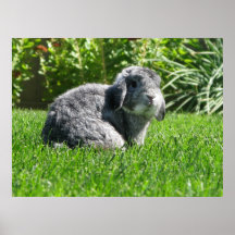 Poster de Holland Lop