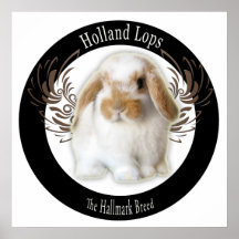 Poster de Holland Lop