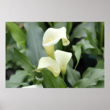 Poster de Lilly do Calla