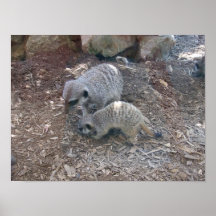 Poster de Meerkats