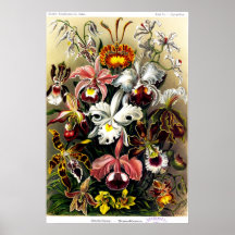 Poster de Orchideae (orquídeas)