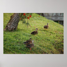 Poster de quatro patos
