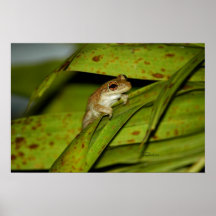 Poster de sorriso curioso do sapo