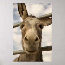 Poster de sorriso do Burro