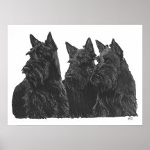 Poster de Terrier do Scottish