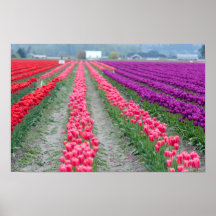 Poster do campo da tulipa
