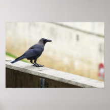 Poster do corvo